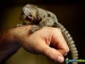 Macacos de marmoset do bebê para a adopção. 1