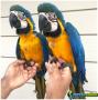 Macaws azuis e douradas atualmente disponíveis. 1