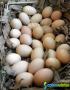 Ovos biológicos de galinha pedrês portuguesa 1