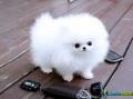 Pomeranian cachorro à venda 1