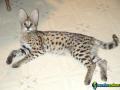 Savannah, serval, caracal e gatinhos muito exótico 1