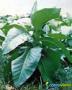 Sementes e plantas de tabaco 1