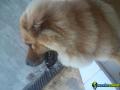 Vendo chow chow 1