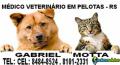 Veterinário a domicílio em pelotas-rs 1