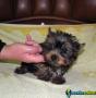 Yorkshire terrier fofo 1